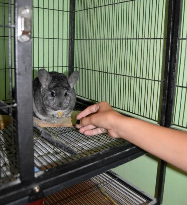 chinchilla sitting on a piece of wood and eating a treat
