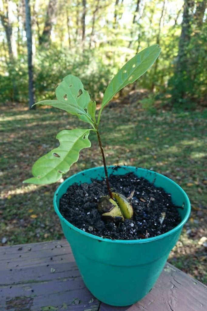 avocado tree from seed