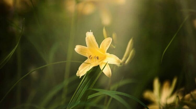 yellow daylily